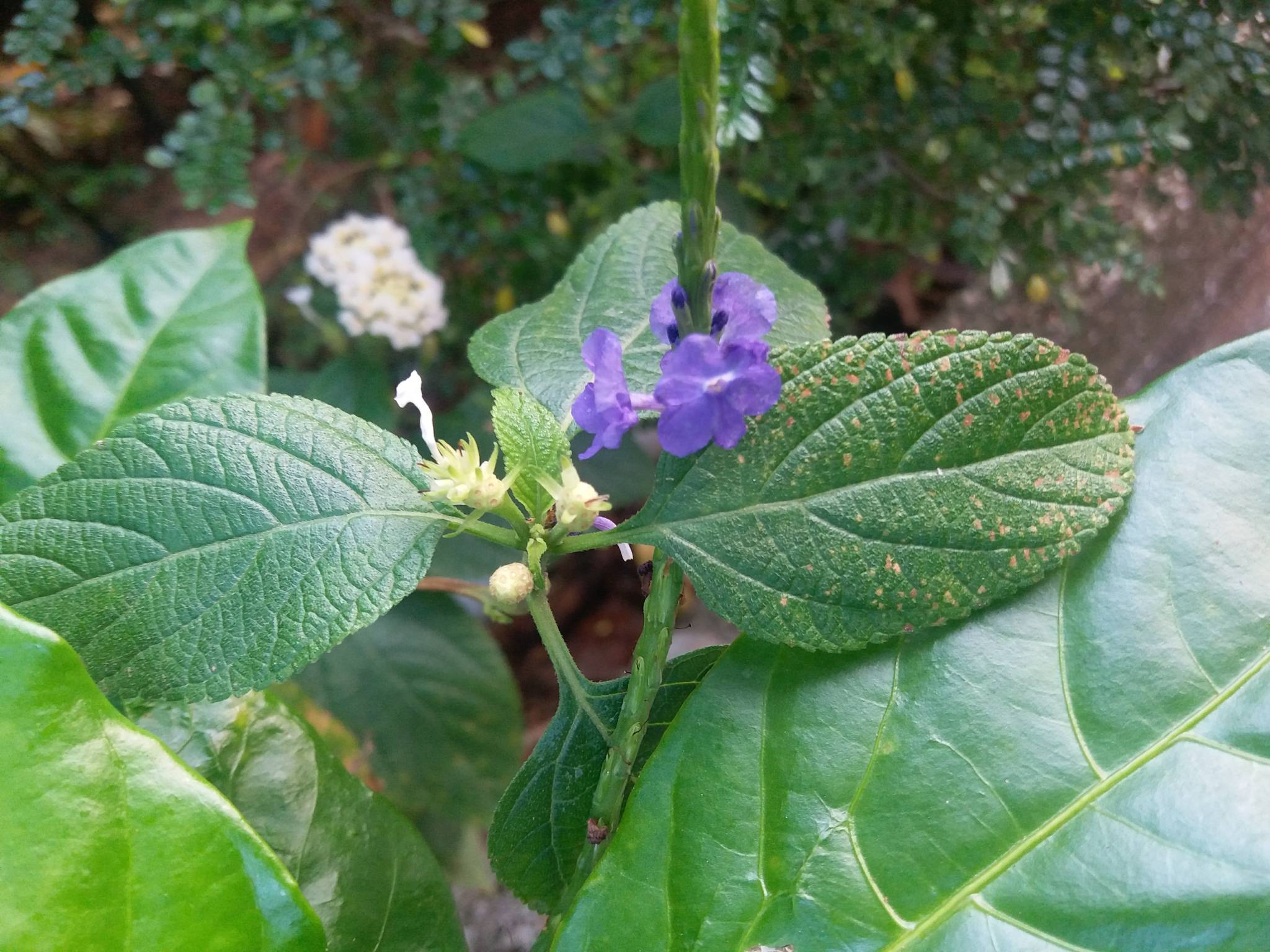 Stachytarpheta jamaicensis